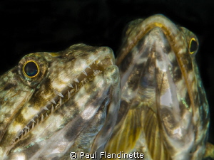 Reef Lizardfish, Synodus variegatus, North Sulawesi, Lemb... by Paul Flandinette 
